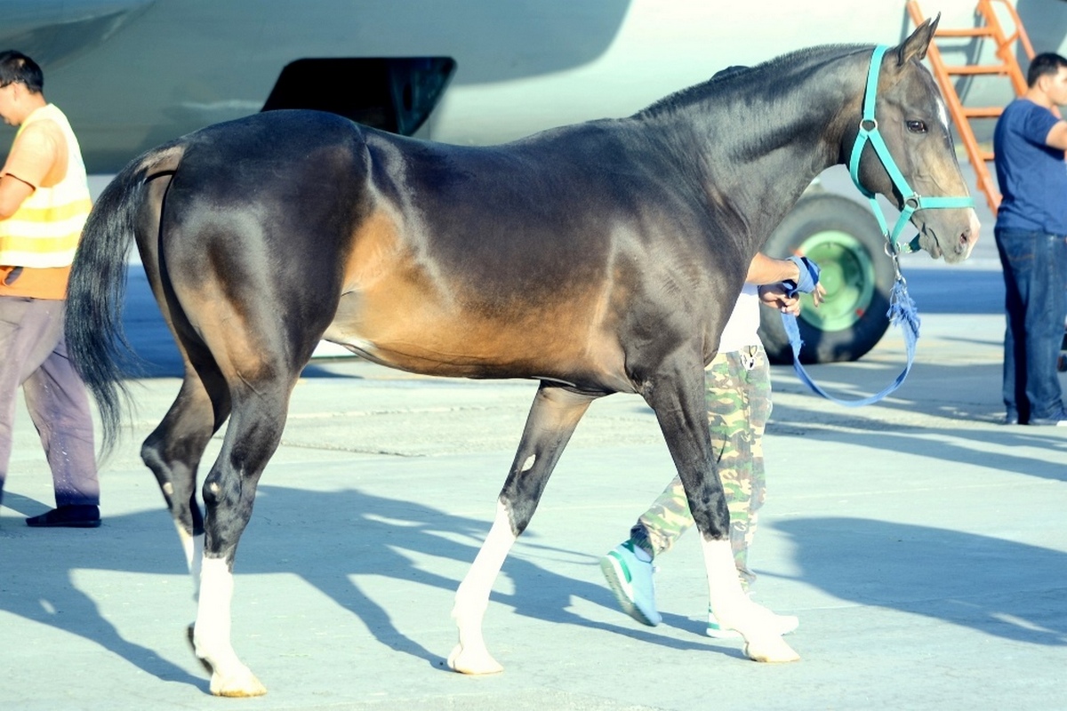 Delegation from Turkmenistan First to Arrive at World Nomad Games